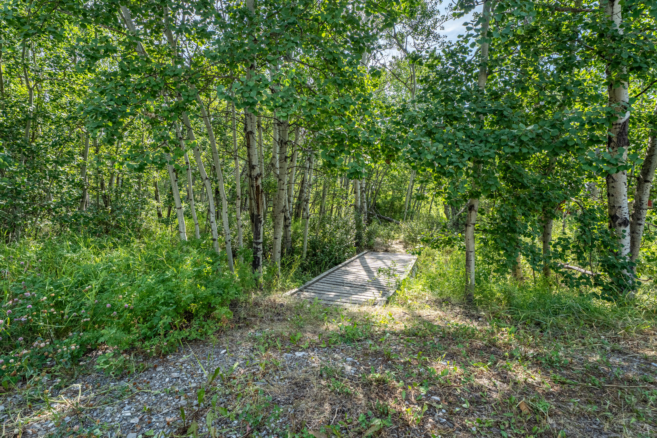 Mature forest and pasture near Diamond Valley